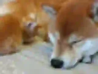 Dogsmith kennel. Shiba Inu puppies